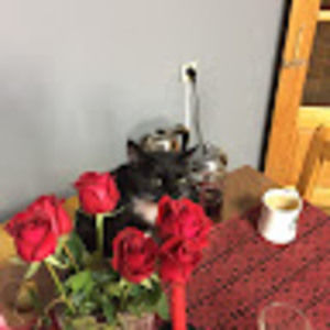 Meet your Posher, Toby